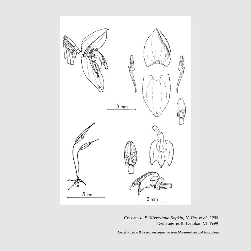 Lepanthes auspicata